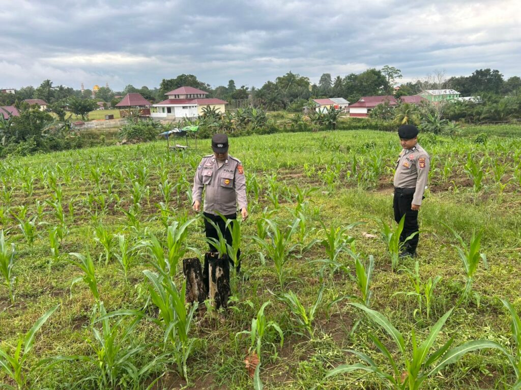Polsek Muara Wahau Pantau program monokultur desa yaitu Pertumbuhan Jagung yang terletak di Desa Wahau Baru